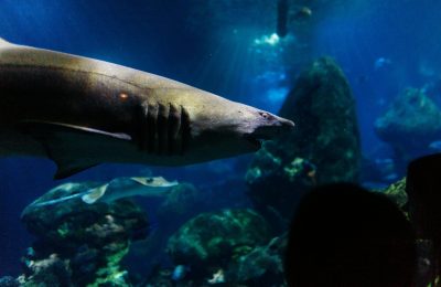 Sharing the Sea with Sharks