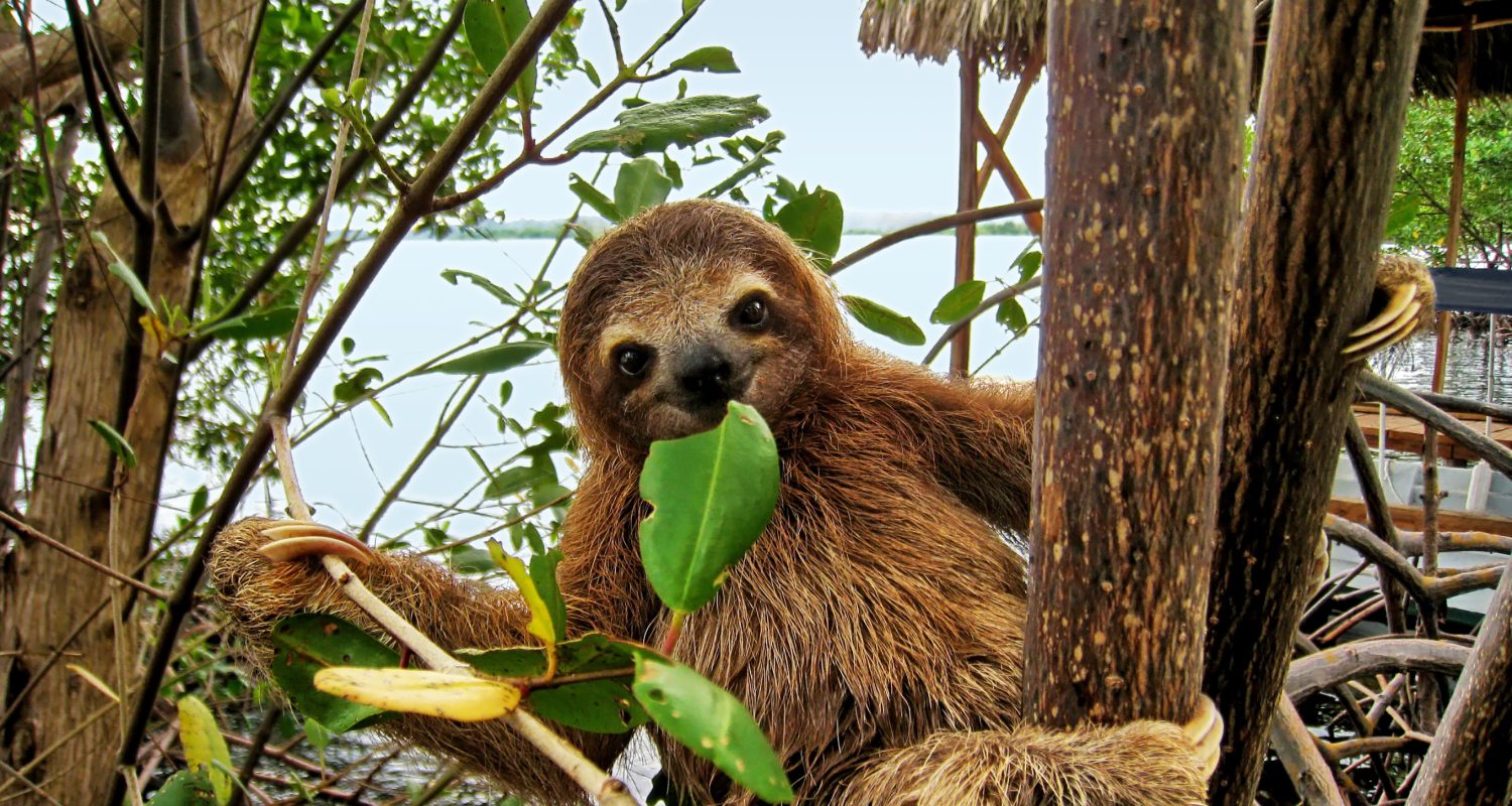 Costa Rica Takes Action to Protect Wildlife from Power Line Hazards