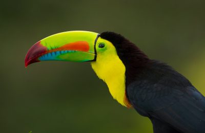 Saving Wildlife from Effects of El Niño in Colombia