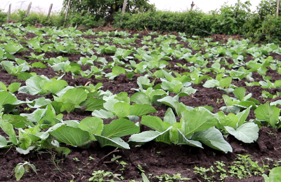 Adapting Ecosystems in Honduras’ Central Forests