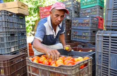 Honduran Tomato Growers Export to El Salvador