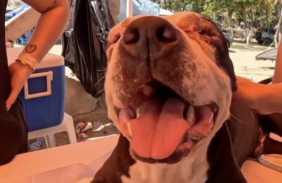 Venezuela Earthquake Animal Crisis: Shelters Overwhelmed as Volunteers Urge Adoptions and Donations